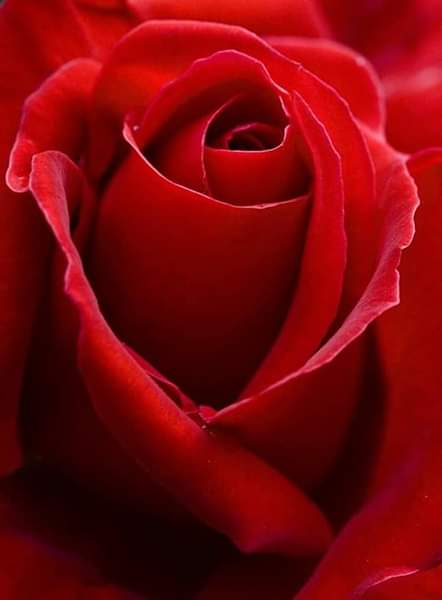 Una Rosa para ti.